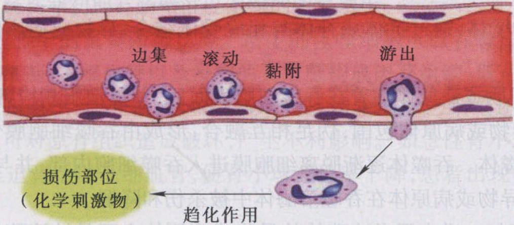 滲出
